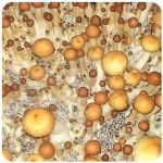 Псилоцибиновые (галлюциногенные) грибы в Белгороде Psilocybin "Golden Teacher" Псилоцибиновые (галлюциногенные) грибы в Белгороде Psilocybin "Golden Teacher"