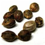 Семена марихуаны АК-47 (Seeds AK-47) в Белгороде Семена марихуаны АК-47 (Seeds AK-47) в Белгороде